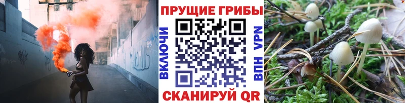 Псилоцибиновые грибы Psilocybe  Купить закладки  Карасук 